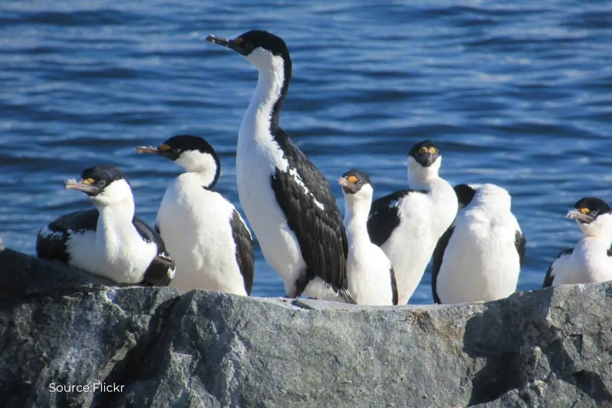 Climate change: Mass disappearance of seabirds in Antarctica