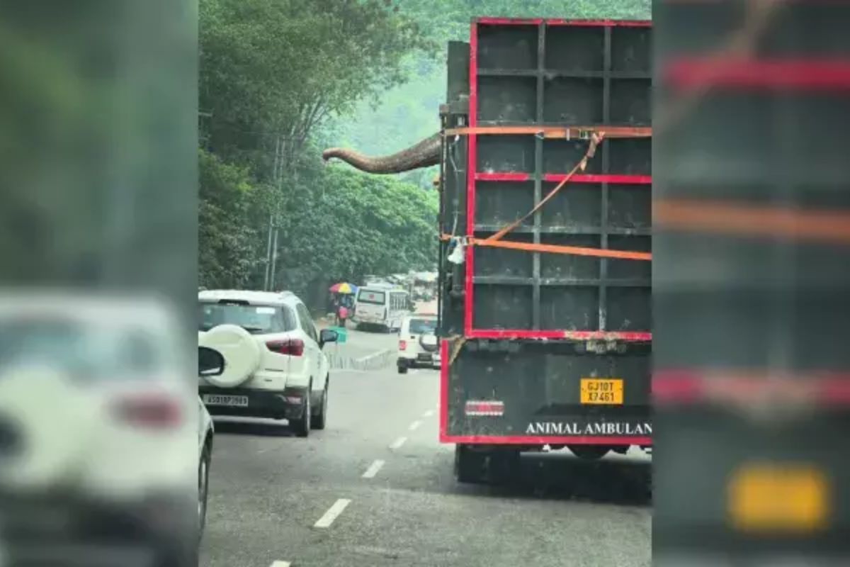 Elephant critically ill, not fit to travel being shiped to Ambani’s zoo