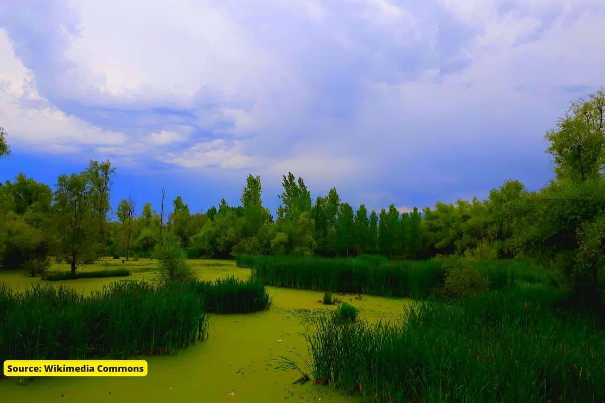 We are conserving wetlands but methane emissions worries scientists