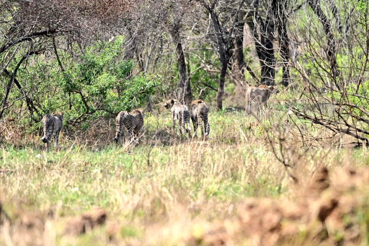 Cheetah Gamini and her four cubs were released into the wild at Kuno National Park, bringing the number of free-roaming cheetahs to 17. This marks another step in India's cheetah conservation efforts, boosting wildlife and eco-tourism in Madhya Pradesh.