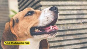 5 Proven Ways to Make Your Dogs Healthier