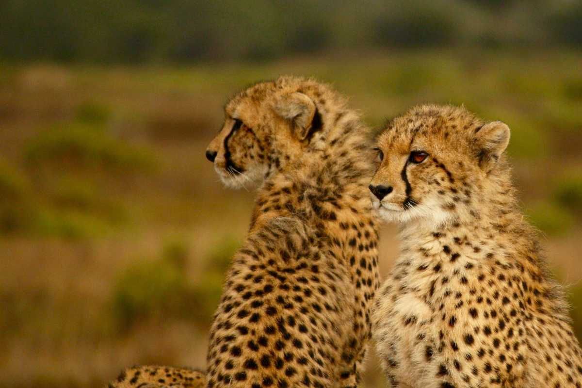 Govt in Parliament: Cheetah's died due to chronic renal failure and traumatic shock