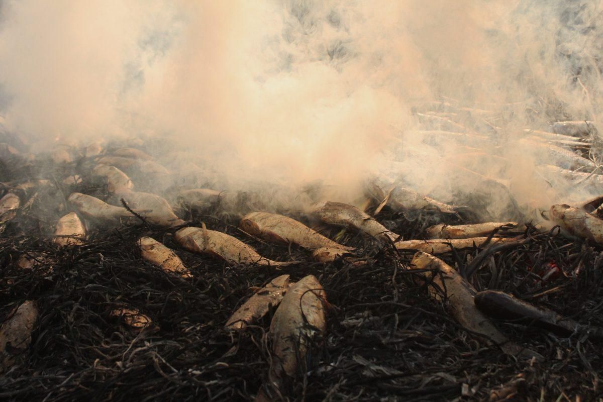 Kashmir's Traditional Smoked Fish locally known as Feri