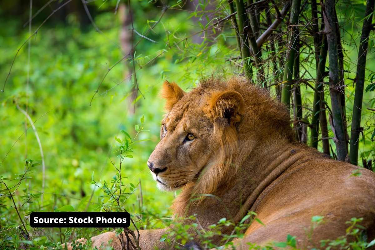 Asiatic Lion relocation from Gir, Gujarat