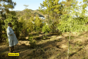 How Van Panchayat works in Uttarakhand?