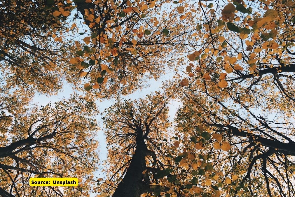 How loss of trees could lead to ecological and economic disaster?