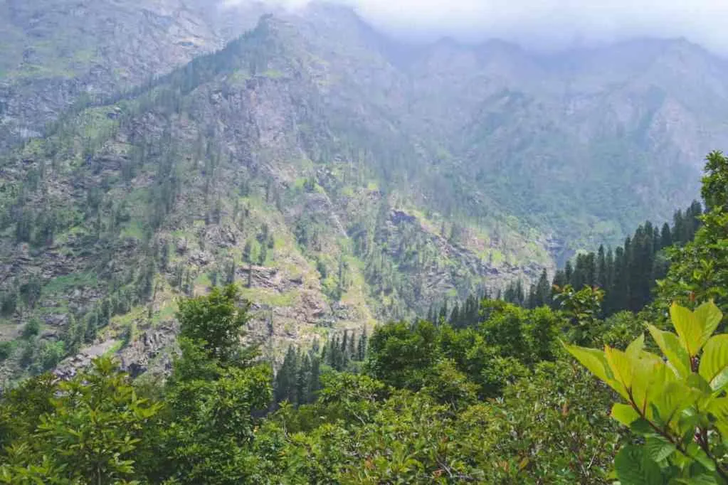 treeline in kullu
