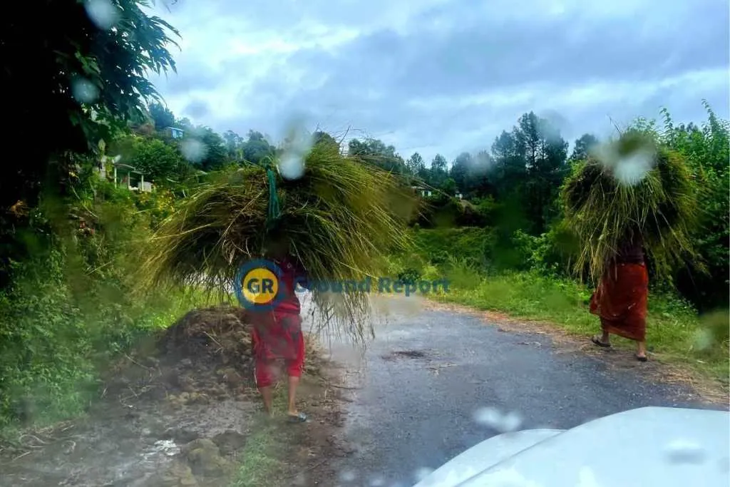 Women gathering grass for cattle in bageshwar