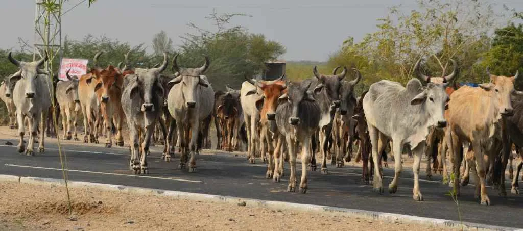 Indian livestock saving the environment