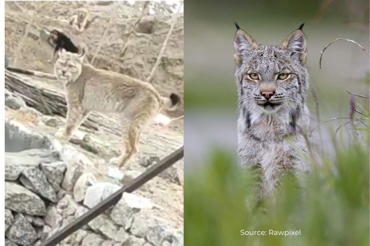 10 interesting things you should know about Himalayan Lynx