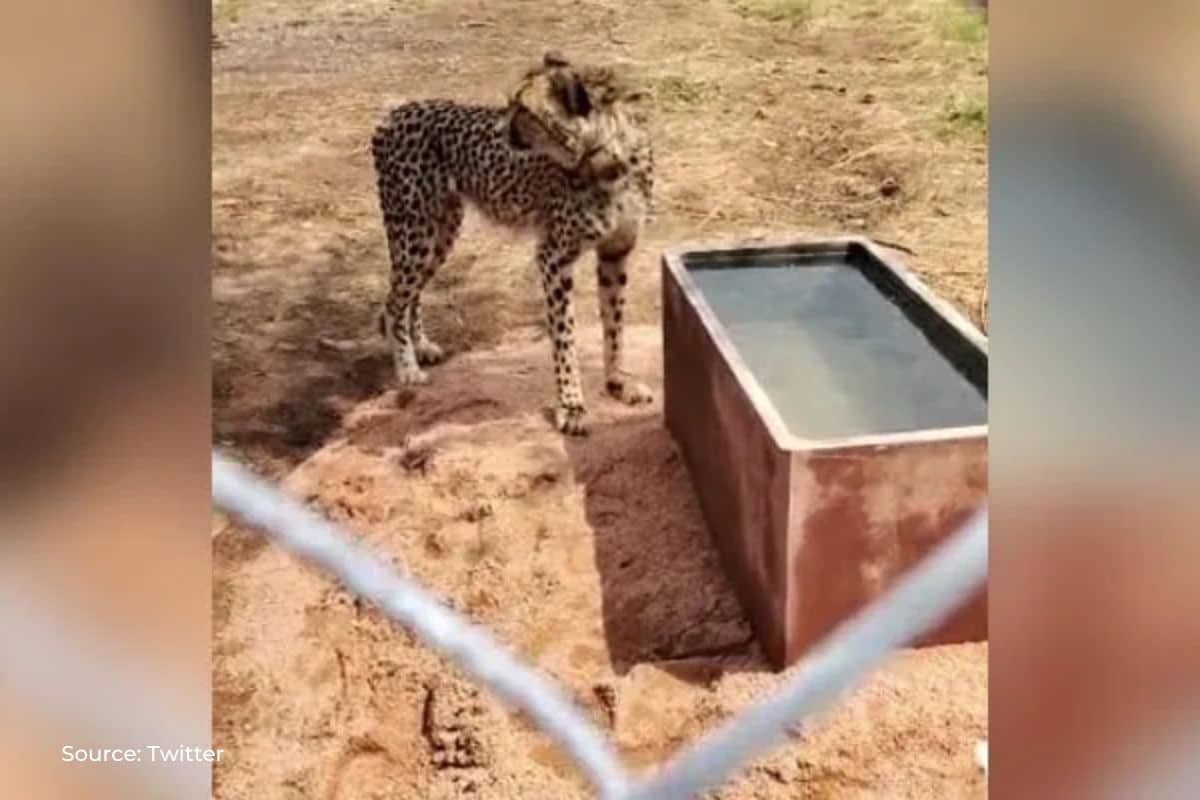 How cheetah named 'Shasha' brought from Namibia died in Kuno National Park?