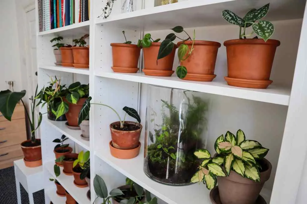 Plants in the house - Lifestyle shot using houseplants in modern home