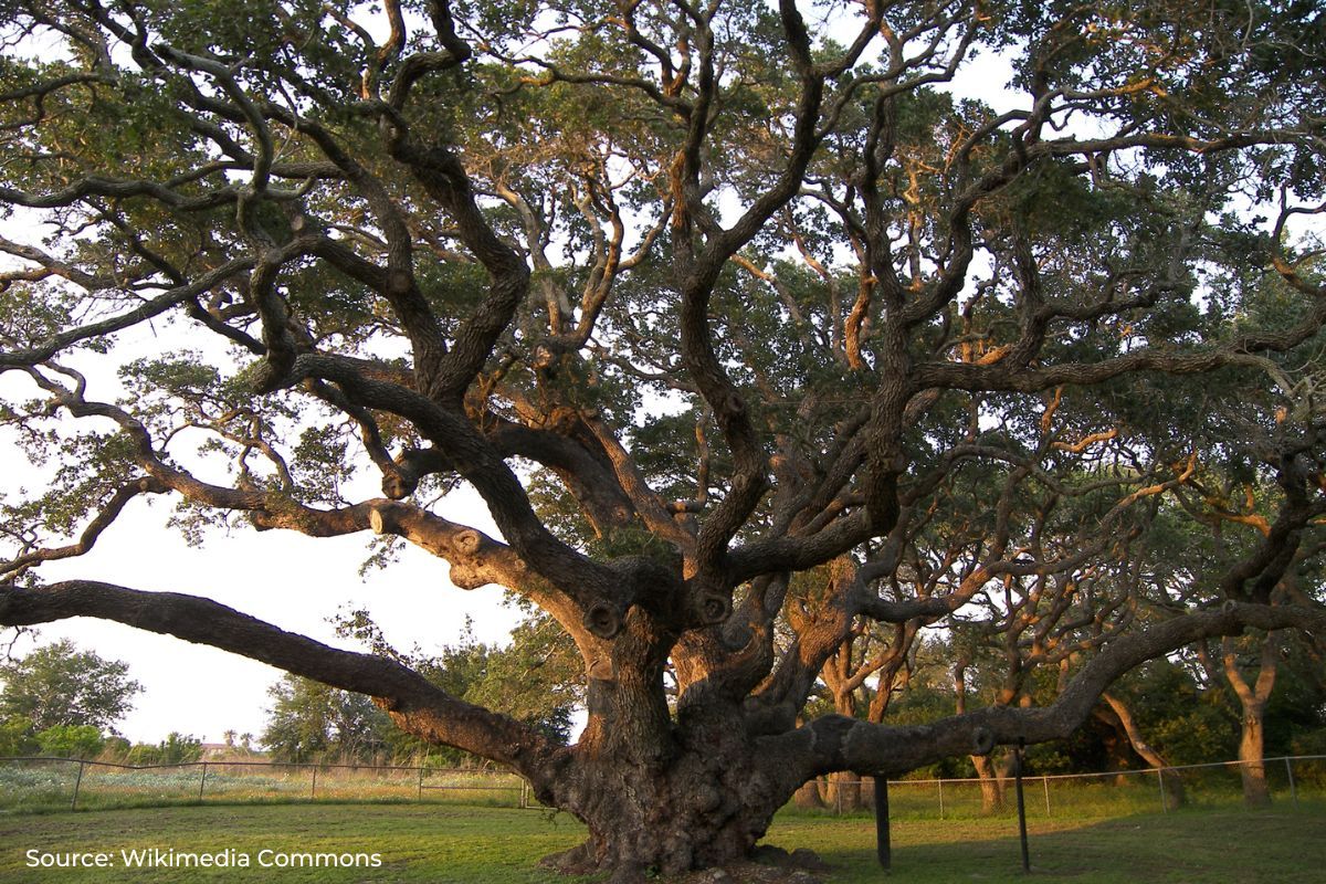 Saving big trees can help fight climate change and protect wildlife