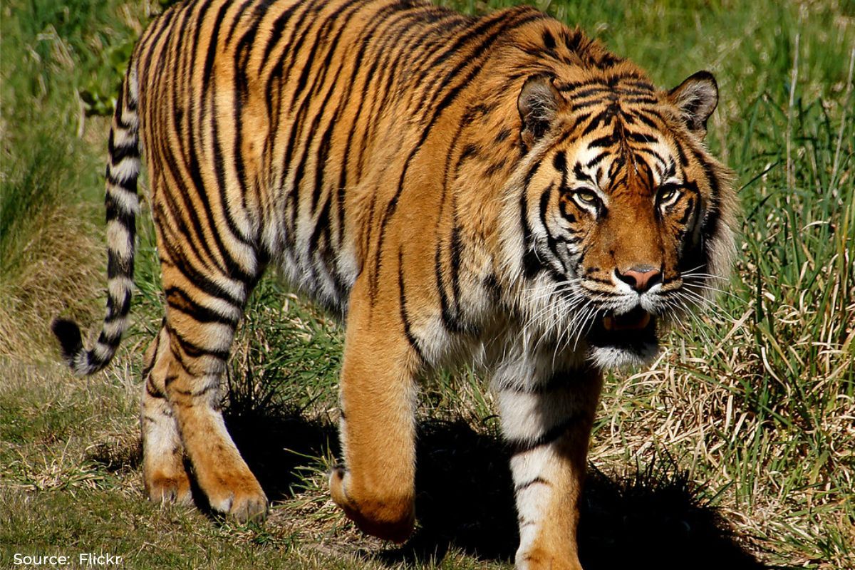 50 years of India’s Tiger Project, checkout new tigers tally