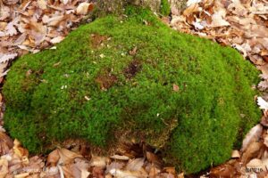 Can a square meter of moss absorb more CO2 than a mature tree?