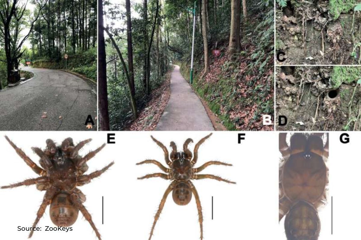 3 spider species of dinosaur age discovered in China