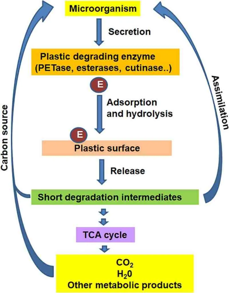 Microbial and Enzymatic Degradation of Synthetic Plastics