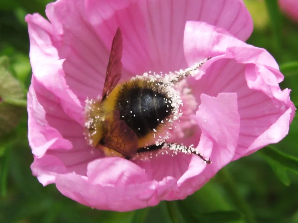 Pollination in action