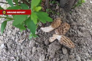 Gucchi mushrooms latest victim of climate change in Himalayan region