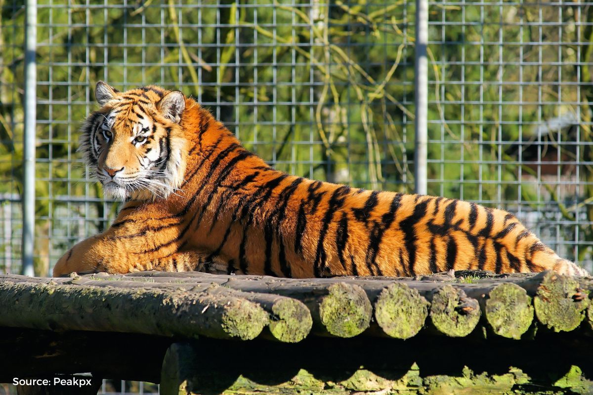 Saving tigers means saving earth from climate change, know-how?