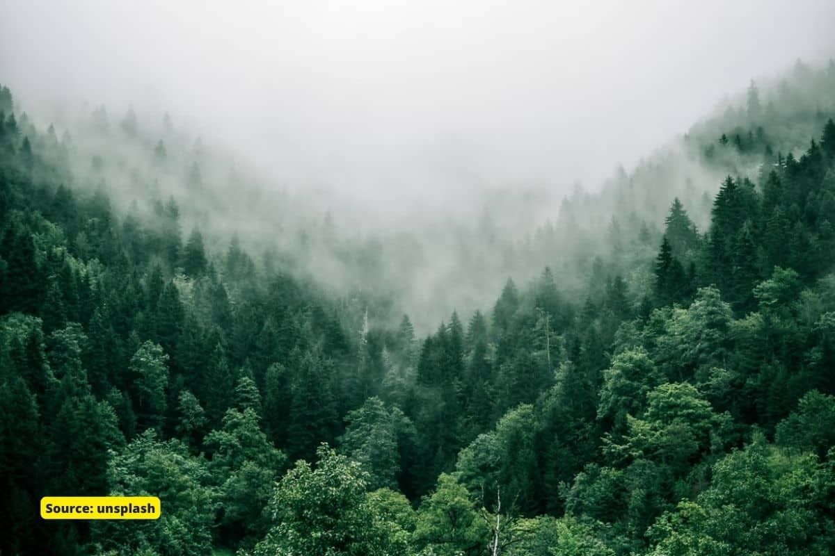 Deforestation in Amazon forest grew 32% in July