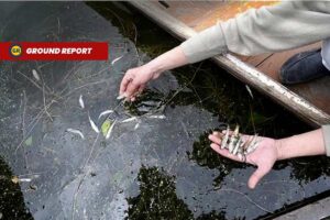 Thousands of dead fish found in Kashmir's Dal Lake