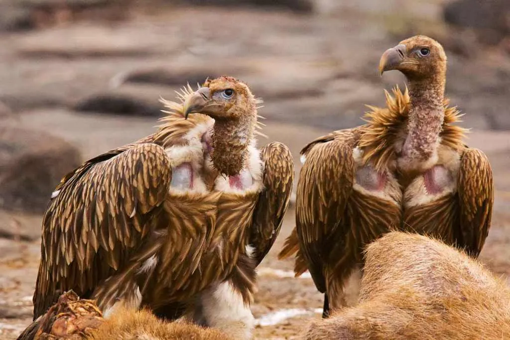 Panna Tiger Reserve