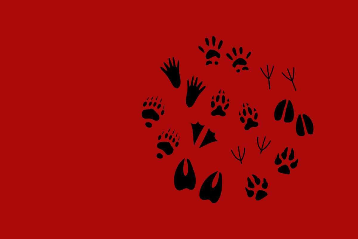 Illegal wildlife trade in Northeast India and measures of control to deter those trades