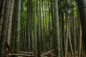 Bamboo is about to flower for first time in 120 Yrs, but this could be bad news