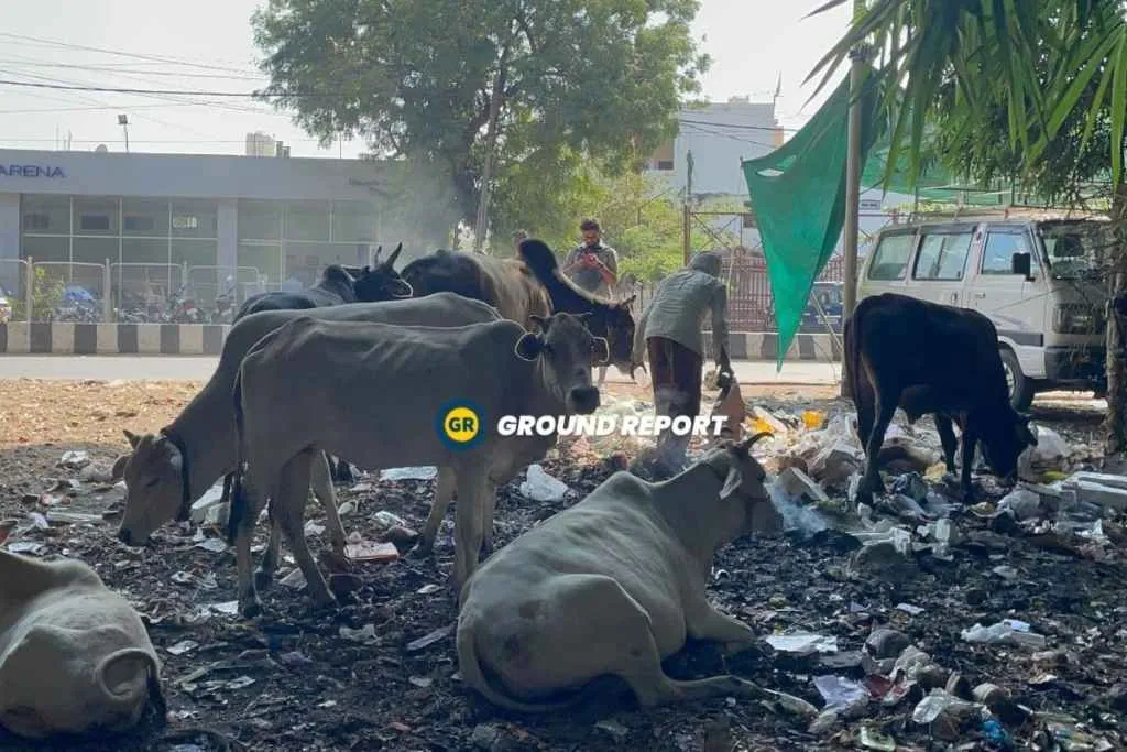 stray cow menace in madhya pradesh