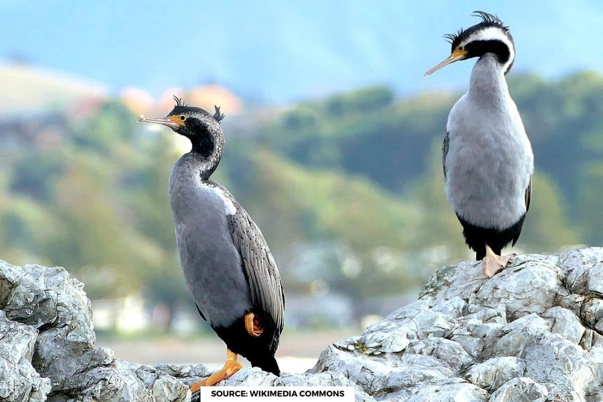 700 shag birds disappeared overnight on an island, what happened?