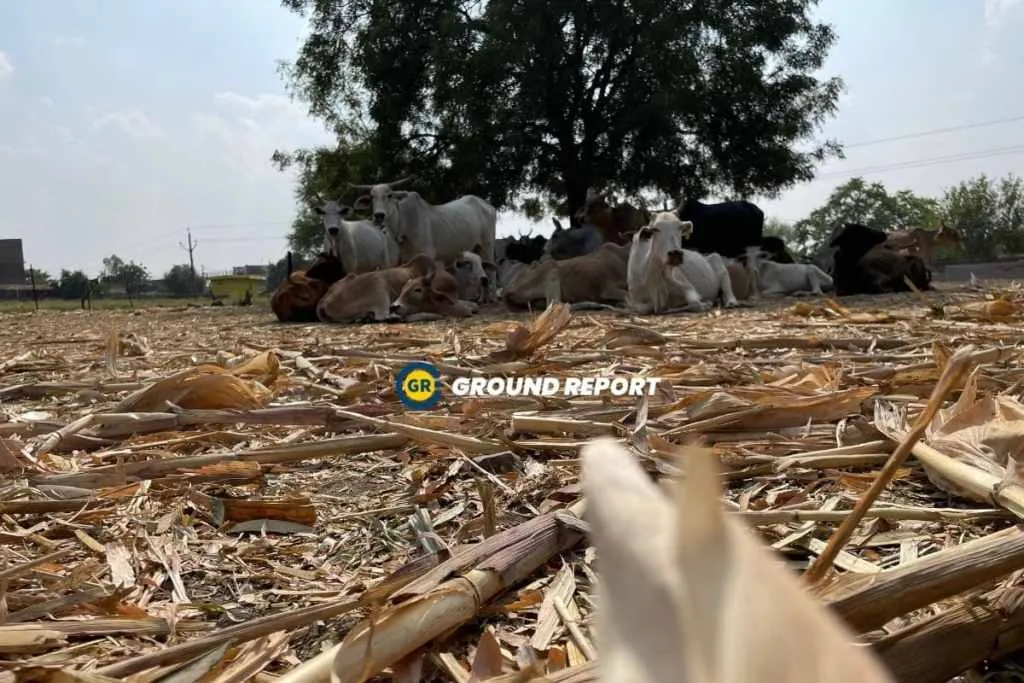 chandbad gaushala sehore