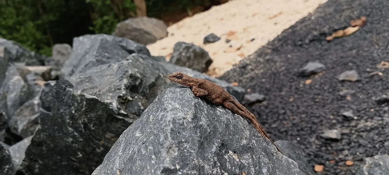 Ghorpad, as called in Madia