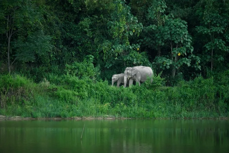 elephant deaths in india 2023 data