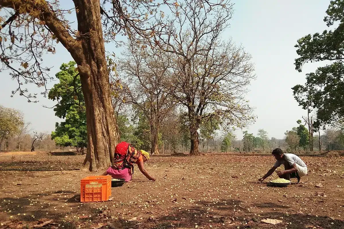Mahua Collection, Korchi- Gadchiroli, Picture Wikimedia Commons