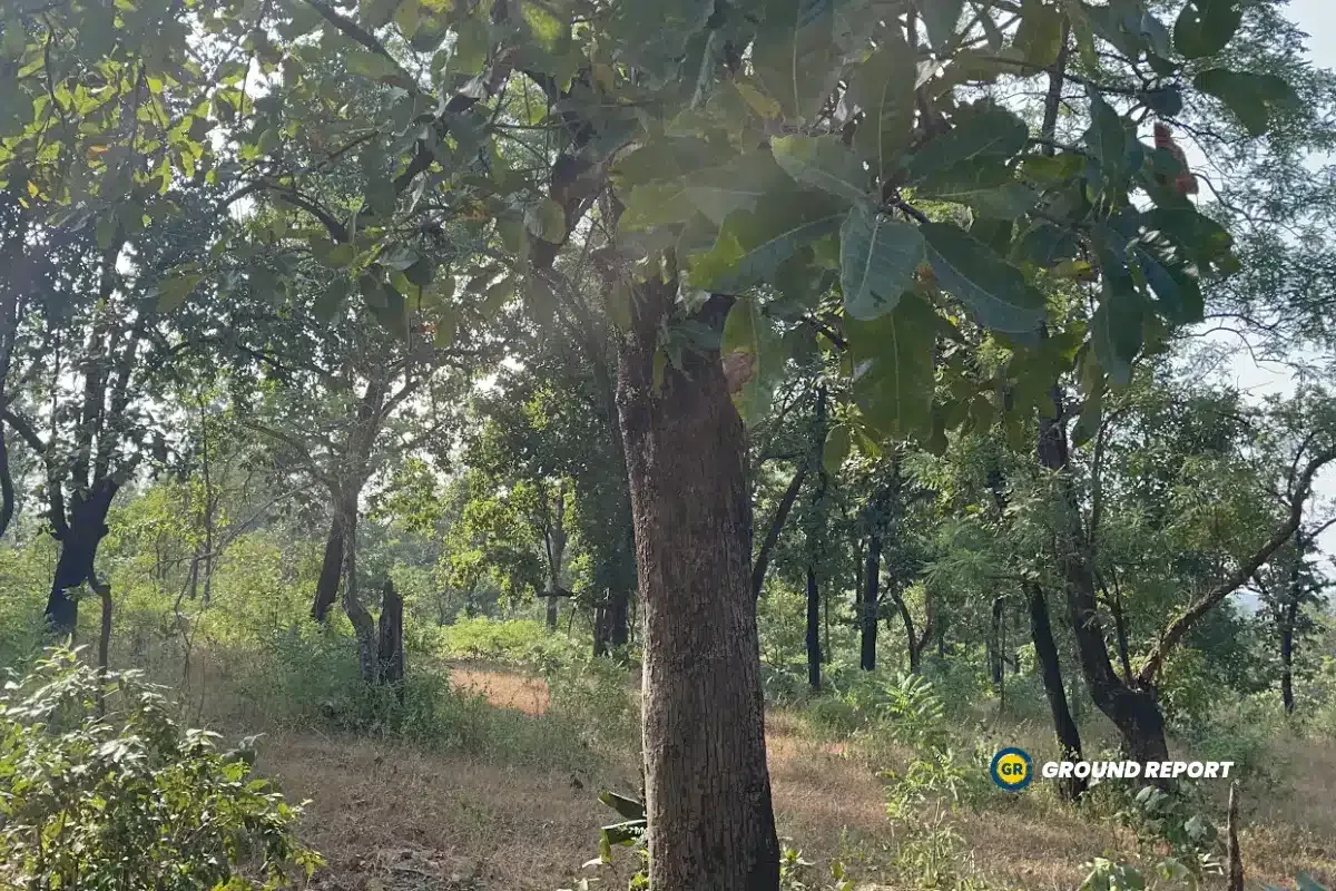 Forest Near Banjari Dhal Village of Betul District, Picture Ground Report