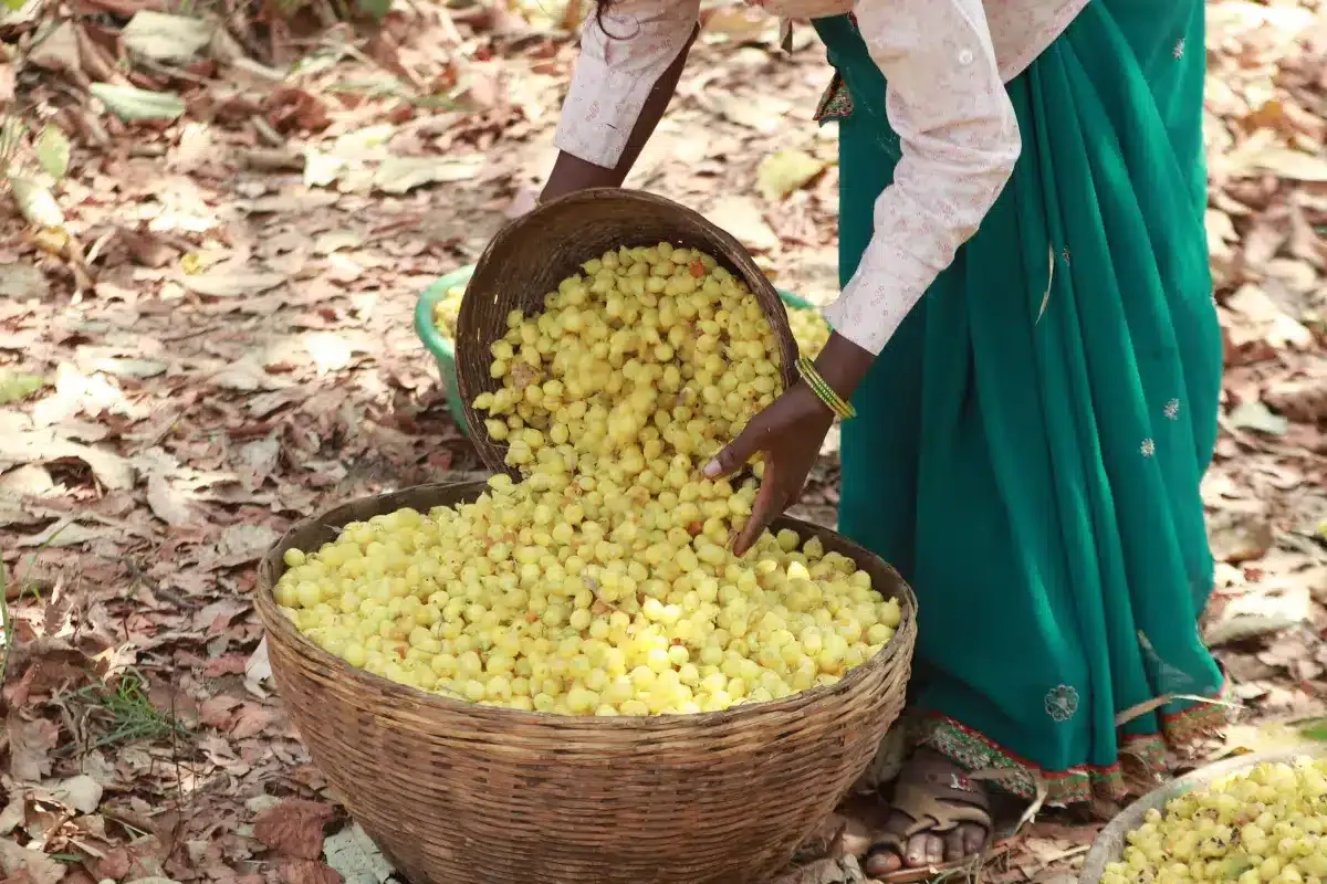 Mahua season at Mukki, Kanha. Madhya Pradesh, Picture Flickr By Kandukuru Nagarjun