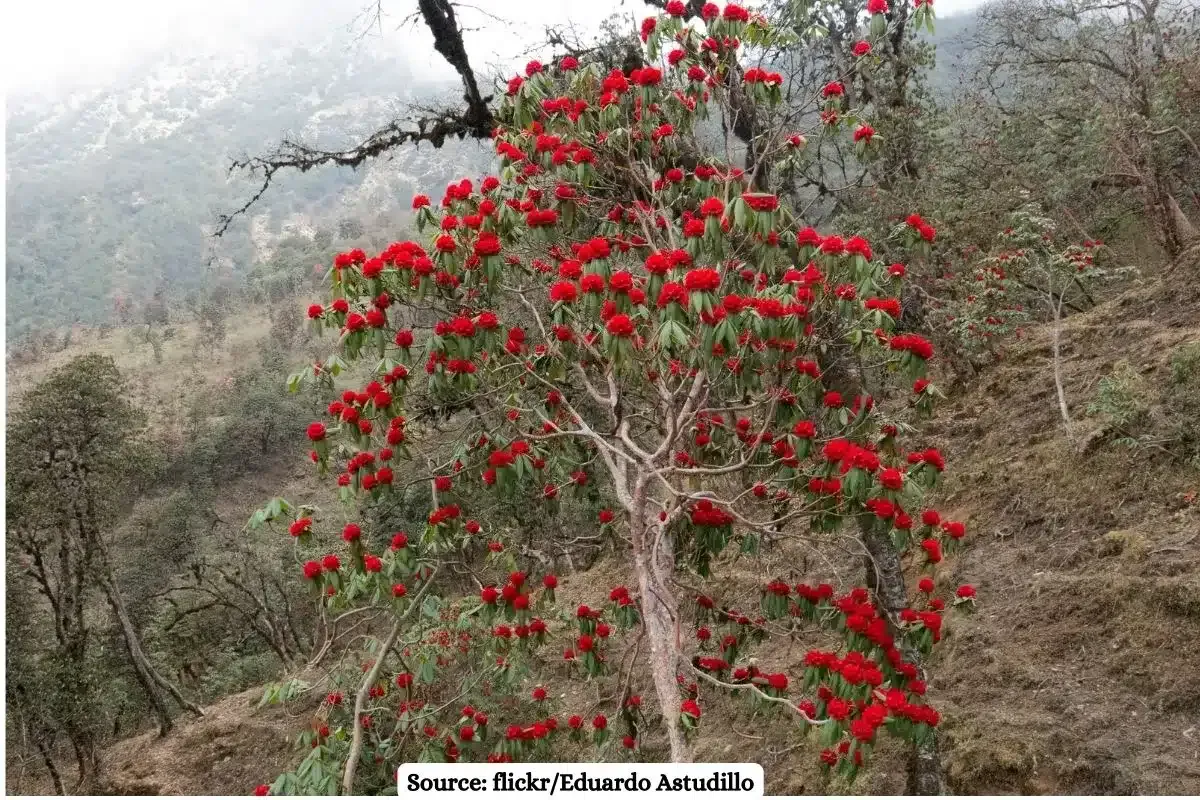 Buransh early bloom in Uttarakhand raises concerns