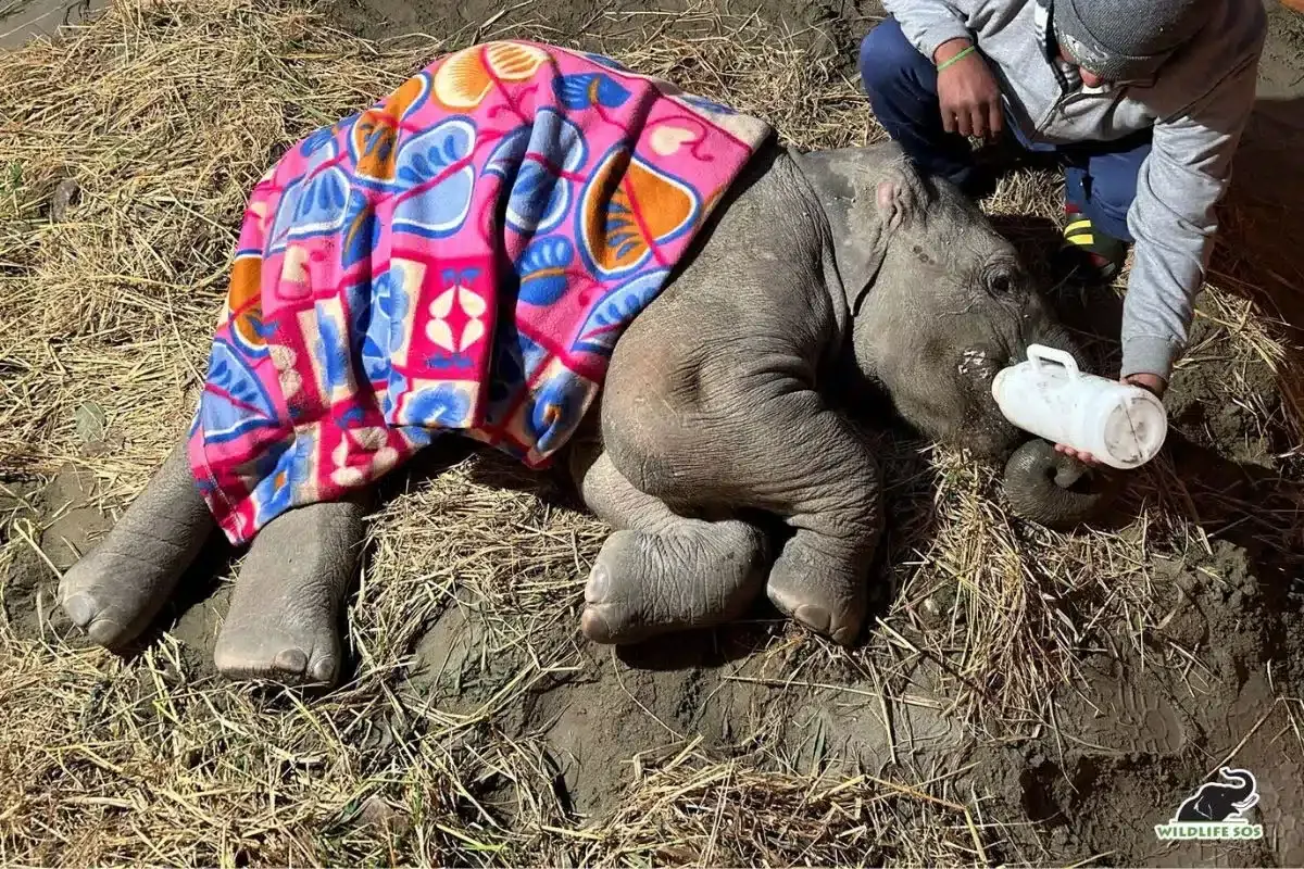 Story of Bani a wild baby elephant hit by a speeding train