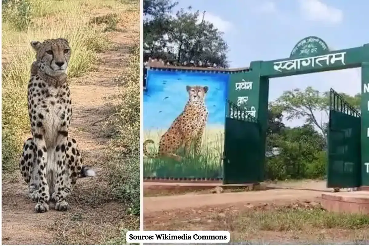 How to book a Cheetah Safari at Kuno, price and details?