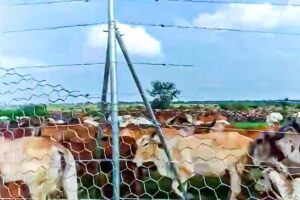 Gandhi Sagar a new cheetah habitat, may lead to livelihood loss