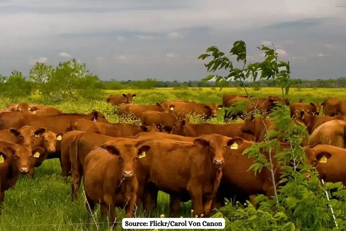Red heifer cows spotted in West Bank, What is Israel’s plan?