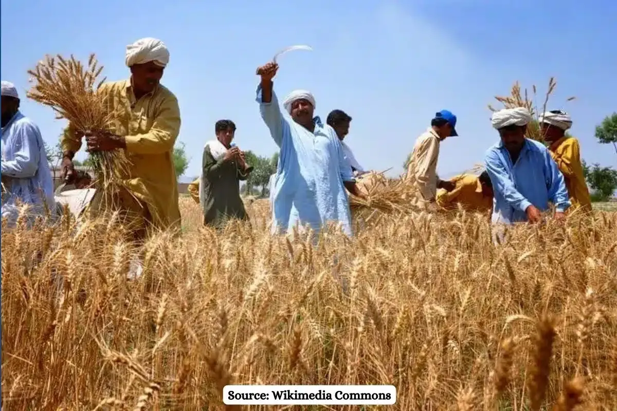 MP Govt step back from 2,700 per quintal wheat MSP promise, farmers angry