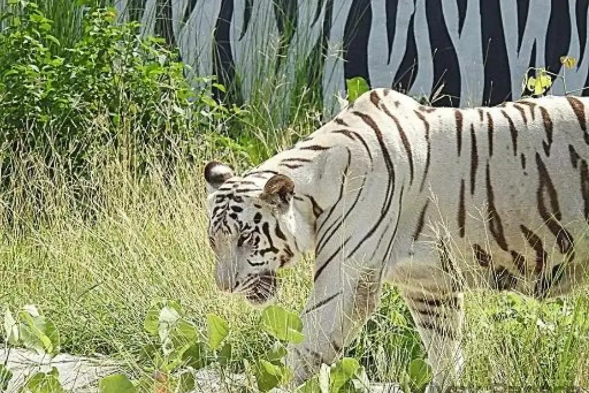 White Tiger Safari