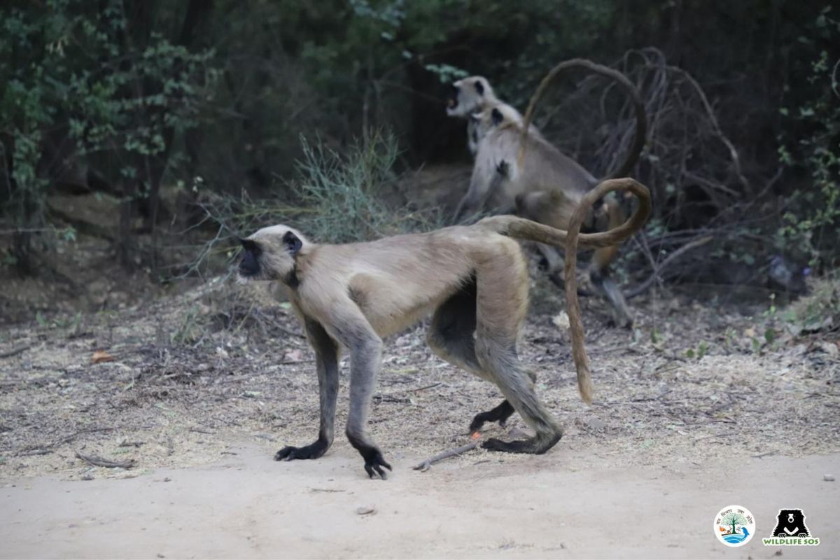 Seized langurs kept illegally in Agra are finally rescued and released
