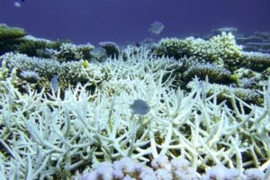 Ocean Court says countries liable for climate damage to seas