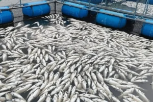 केरल की पेरियार नदी में तैरती मिलीं हजारों मरी हुई मछलियां