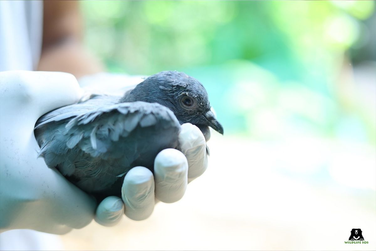 Severe Heatwave in North India Wildlife SOS Boosts Rescue Efforts