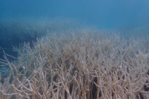 Heatwaves in Tamil Nadu triggering bleaching of coral reefs in Palk Bay