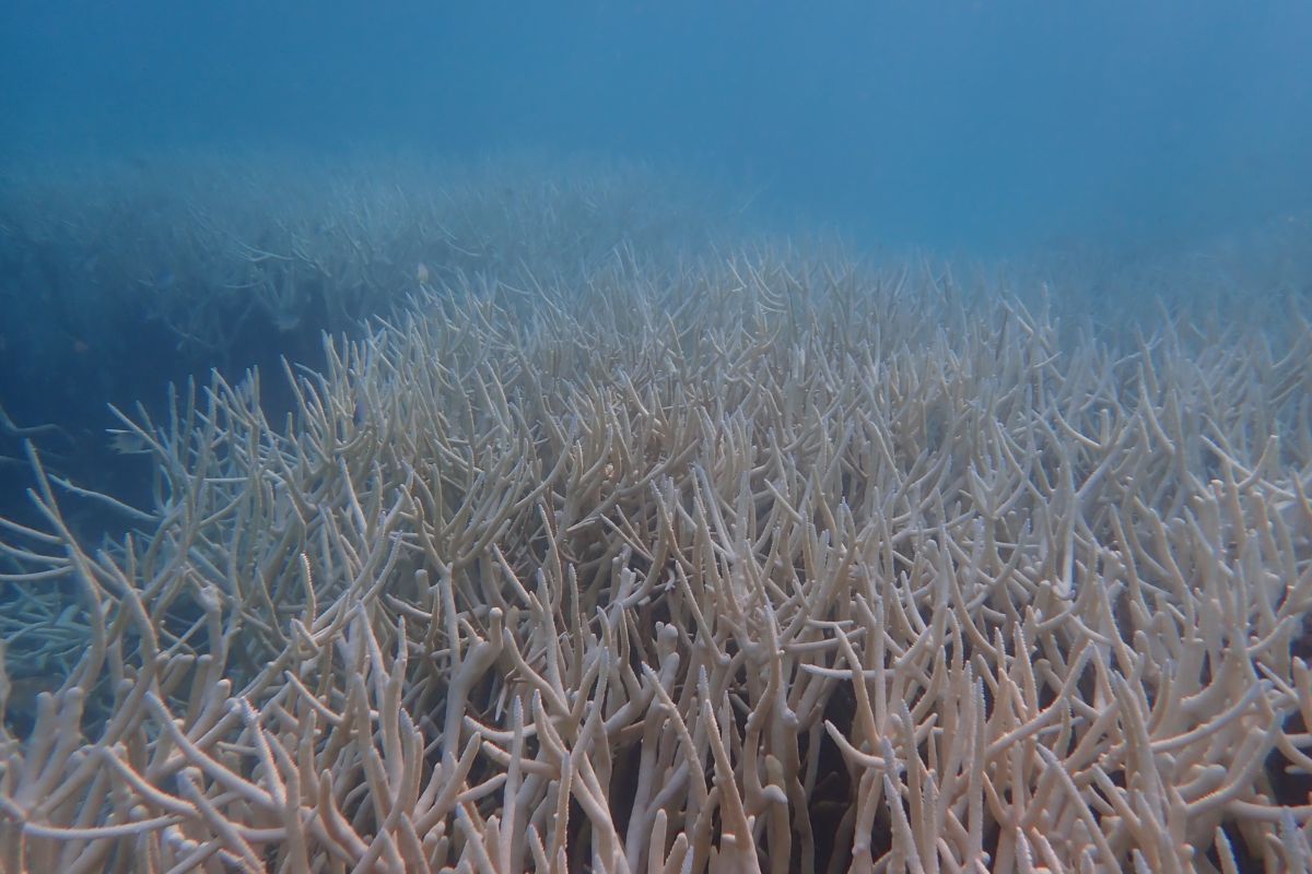 Heatwaves in Tamil Nadu triggering bleaching of coral reefs in Palk Bay